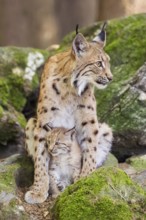 Eurasian lynx (Lynx lynx) mother with her youngsters (cubs) sitting on a rock in a forest, Bavaria,