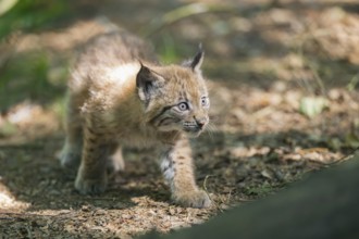 Eurasian lynx (Lynx lynx) youngster (cub) walkking in a forest, Bavaria, Germany