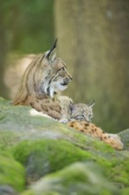 Eurasian lynx (Lynx lynx) mother with her youngster (cub) lying on a rock in a forest, Bavaria,