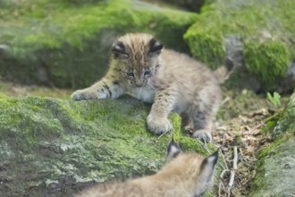 Eurasian lynx (Lynx lynx) youngsters (cubs) playing on a rock in a forest, Bavaria, Germany