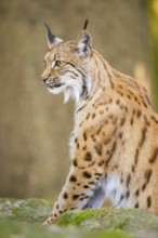 Eurasian lynx (Lynx lynx) sitting on a rock in a forest, Bavaria, Germany