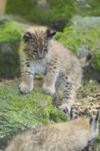 Eurasian lynx (Lynx lynx) youngsters (cubs) playing on a rock in a forest, Bavaria, Germany