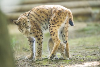 Eurasian lynx (Lynx lynx) mother with her youngster (cub) standing in a forest, Bavaria, Germany