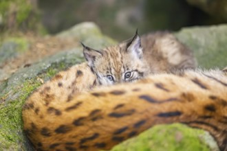 Eurasian lynx (Lynx lynx) youngster (cubs) behind the fur of its mother in a forest, Bavaria,