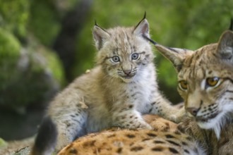 Eurasian lynx (Lynx lynx) youngster (cub) on the back of its mother in a forest, Bavaria, Germany