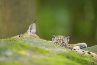 Eurasian lynx (Lynx lynx) youngster (cub) on a rock in a forest, Bavaria, Germany