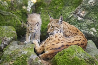 Eurasian lynx (Lynx lynx) mother with her youngsters (cubs) lying on a rock in a forest, Bavaria,