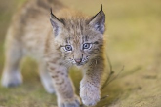 Eurasian lynx (Lynx lynx) youngster (cub) walking in a forest, Bavaria, Germany