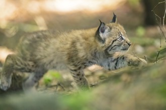Eurasian lynx (Lynx lynx) youngster (cub) walkking in a forest, Bavaria, Germany
