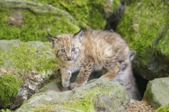 Eurasian lynx (Lynx lynx) youngsters (cubs) on a rock in a forest, Bavaria, Germany