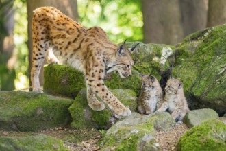 Eurasian lynx (Lynx lynx) mother with her youngsters (cubs) standing on a rock in a forest,