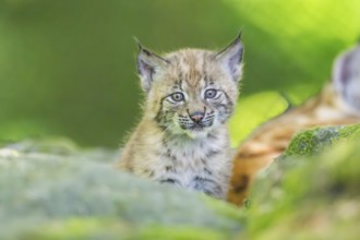 Eurasian lynx (Lynx lynx) youngster (cub) on a rock in a forest, Bavaria, Germany