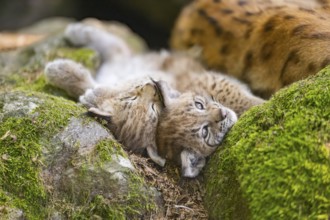Eurasian lynx (Lynx lynx) youngsters (cubs) lying on a rock in a forest, Bavaria, Germany