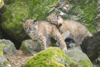 Eurasian lynx (Lynx lynx) mother with her youngsters (cubs) playing between rocks with each other