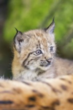 Eurasian lynx (Lynx lynx) youngster (cubs) behind the fur of its mother in a forest, Bavaria,
