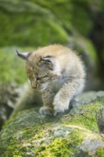 Eurasian lynx (Lynx lynx) youngster (cub) walking on rocks in a forest, Bavaria, Germany