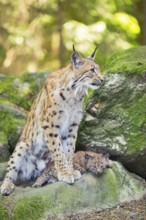 Eurasian lynx (Lynx lynx) mother with her youngsters (cubs) sitting on a rock in a forest, Bavaria,