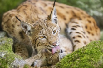 Eurasian lynx (Lynx lynx) mother with her youngster (cub) lying on a rock in a forest, Bavaria,
