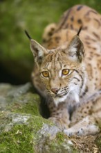 Eurasian lynx (Lynx lynx) lying on a rock in a forest, portrait, Bavaria, Germany