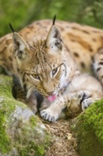 Eurasian lynx (Lynx lynx) mother with her youngster (cub) lying on a rock in a forest, Bavaria,