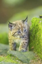 Eurasian lynx (Lynx lynx) youngster (cub) on a rock in a forest, Bavaria, Germany