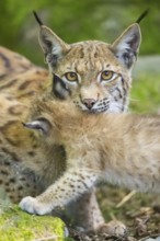 Eurasian lynx (Lynx lynx) mother with her youngsters (cubs) in a forest, portrait, Bavaria, Germany