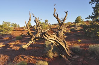 A dead tree in a desert landscape with red soil and barren vegetation, Capitol Reef National Park,