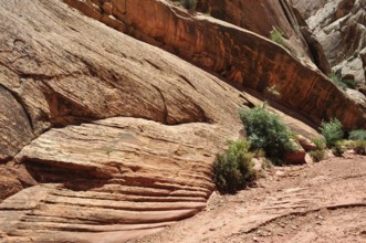Red rock with distinctive red layers and low vegetation, Capitol Reef National Park, Utha, USA