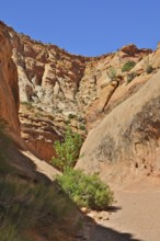 A trail snakes through a sunny canyon with red rocks and barren vegetation, Capitol Reef National
