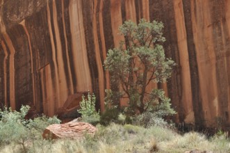 Single tree in front of a shady, black and red striped rock wall in the desert, Capitol Reef