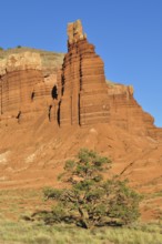 Distinctive rock formation with a tree in a barren desert landscape under blue sky, Capitol Reef