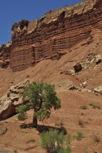 Single tree in front of dramatic, layered red rocks in desert-like landscape, Capitol Reef National