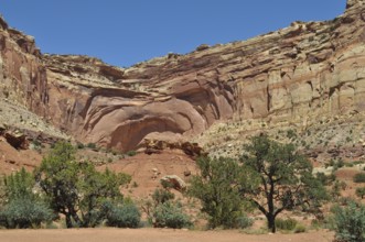 Sublime red canyon wall with trees in the dry, vast desert landscape, Capitol Reef National Park,