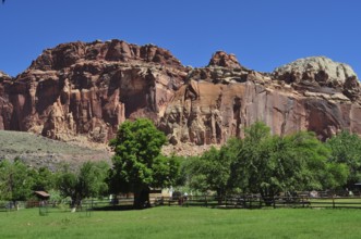 Red rock formations with green meadow and trees under clear blue sky, Fruita, Capitol Reef National