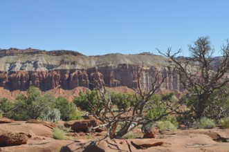 Red rock formation with sparse vegetation in a desert canyon, Capitol Reef National Park, Utha, USA