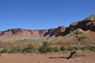 A lonely tree against red rocks and blue sky in a dry desert landscape, Capitol Reef National Park,