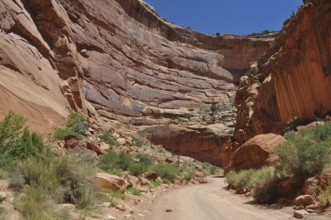 Gravel road through a wide canyon with red rocks and sparse vegetation, Capitol Reef National Park,