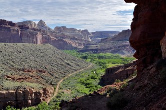 View of a green canyon surrounded by impressive rock structures and desert flora, Capitol Reef