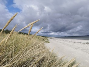 Close-up of grass on the coast under a cloudy sky, Rügen, Baltic Sea