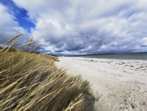 Wild grass on the beach, dramatic sky over the coast, Rügen, Baltic Sea