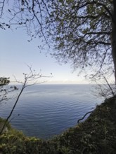 View of calm sea with blue sky, tree-lined, Jasmund National Park, Rügen, Baltic Sea