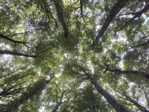 View from below of green treetops intertwined over a quiet forest, Jasmund National Park, Rügen,