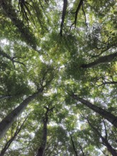Sunlight falls through the thick, green treetops of a forest, view from below, Jasmund National