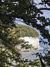 View through trees of a white cliff by the sea, Jasmund National Park, Rügen, Baltic Sea