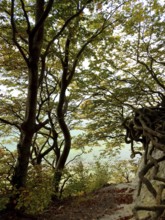 Trees on the edge of the forest with complex roots, light shade, Jasmund National Park, Rügen,