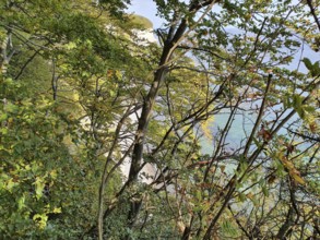 View of the coast through canopy, sea visible, cliffs visible, Jasmund National Park, Rügen, Baltic