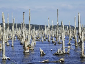 Dead tree stumps with 2 Comorants (Phalacrocoracidae) sticking out of a lake under a blue sky,