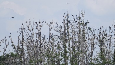 Many cormorants (Phalacrocoracidae) sitting on bare tree branches under a bright sky, Bad Saarow