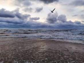 A lone seagull (larinae) flies over the stormy ocean under dramatic clouds at sunset, Vistula Spit,