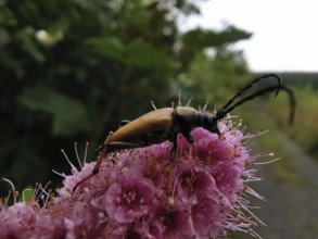 A red-necked buck (stictoleptura rubra) with long antennae sitting on a pink flower (spiraea